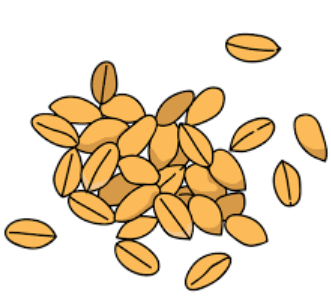 Grain